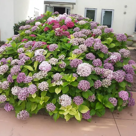 A Casa Di Paola B&B 키아라노